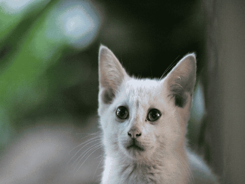泰国买精试管,输卵管堵塞是手术费用